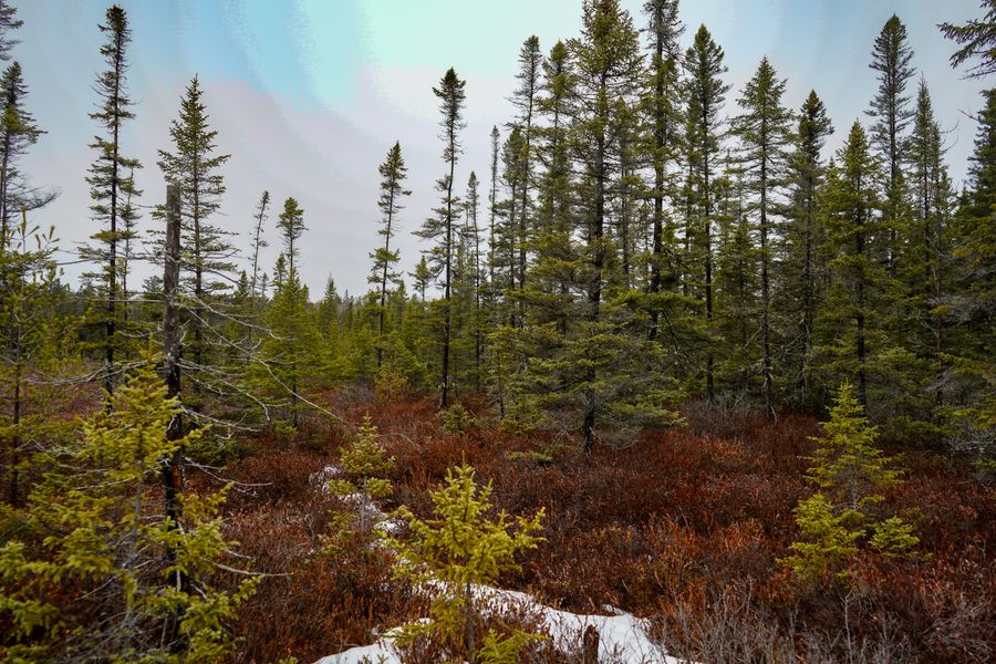 Spruce trees in northern boreal wetland